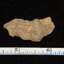 Coral Fossil