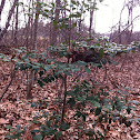 American holly