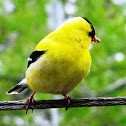 American Goldfinch