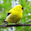 American Goldfinch