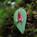 Orquídea miniatura