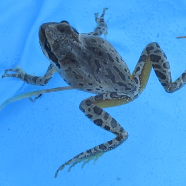 Pacific chorus frog Project Noah