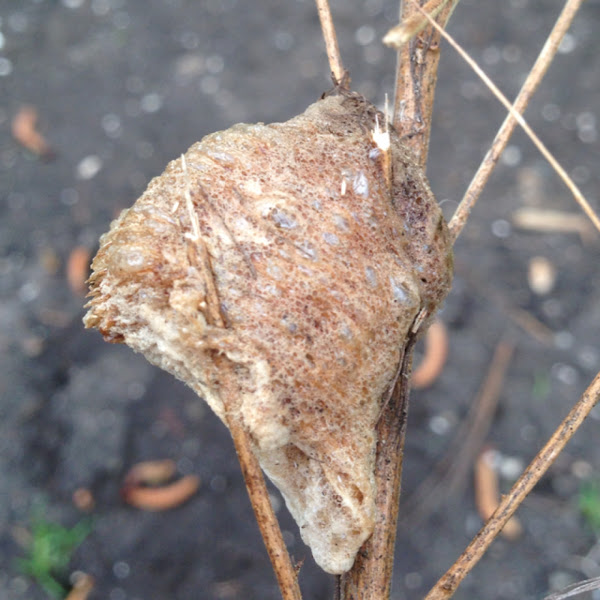 Chinese Mantid Ootheca (egg case) Project Noah