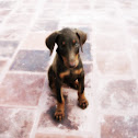 Doberman Pinscher