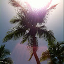 Palm tree