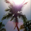 Palm tree