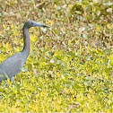 Little Blue Heron