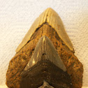 Megalodon