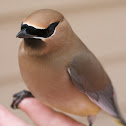 Cedar Waxwing