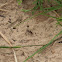 Tiger Beetle