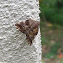 Ricaniid Planthopper