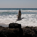 California Gull