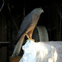 Brown Goshawk