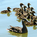 Mallard Duck and Ducklings