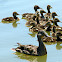 Mallard Duck and Ducklings