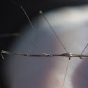 Thread-legged Assassin Bug