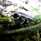 Velvet ant