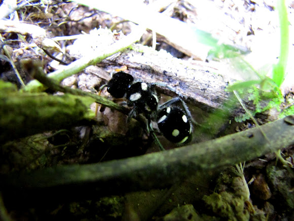 Spotting Image 1
