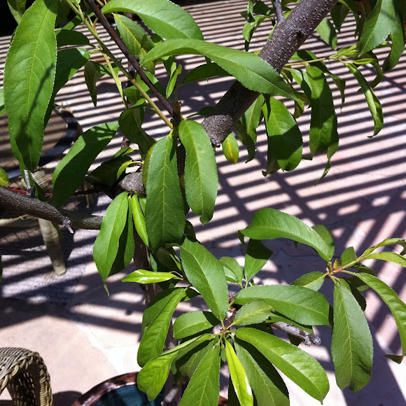 Spotting Image 1