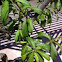 Peach Tree