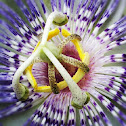 Passion flower