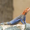 Agama Lizard