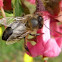 Abeja europea