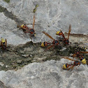Great Potter Wasp