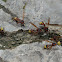 Great Potter Wasp