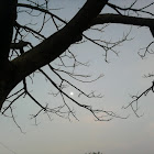 gaurang