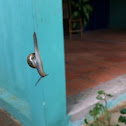 Snail