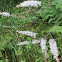 Tall bugbane