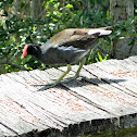 Common Gallinule