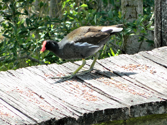 Spotting Image 1