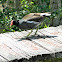 Common Gallinule