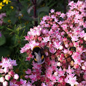 Bumblebee
