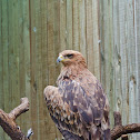 Tawny Eagle
