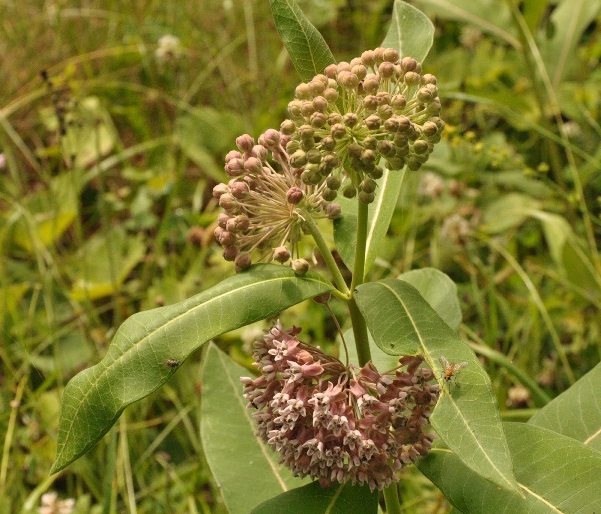Common Milkweed