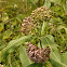 Common Milkweed