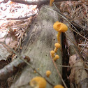 Mushroom