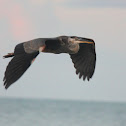 Great Blue Heron