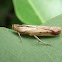 Moth