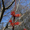 Red Maple