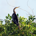 Anhinga