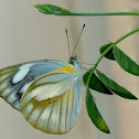 Common Gull Butterfly