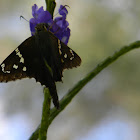 Long-tailed Skipper