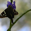 Long-tailed Skipper