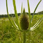Dipsacus