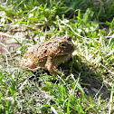 Toad