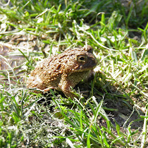 Amphibians of Saint George´s School